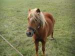 Haflinger ein kleiner lustiger Geselle, immer aufmerksam und quirlig,zusammen mit ihrer gro�en Freundin