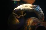 Eine oft im Sealife ...  Gilbert Angermann 18.12.2009