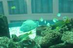 Der Napoleon-Lippfisch ...  Gilbert Angermann 18.12.2009