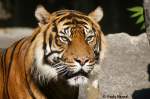 Sibirischer Tiger oder auch ...  Andy Hensel 11.10.2009