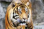 Sieht nicht gerade ungef�hrlich aus. Sibirischer Tiger oder auch Amurtiger ...