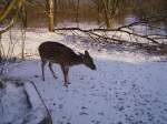 Damhirsche Ein Reh im Wildpark von Solarworld Bonn