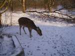 Damhirsche Ein Reh im Wildpark von Solarworld Bonn