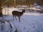 Damhirsche Ein Reh im Wildpark von Solarworld Bonn
