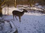 Damhirsche Ein Reh im Wildpark von Solarworld Bonn