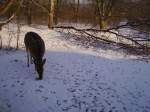 Ein Reh im Wildpark von Solarworld Bonn  ...