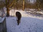 Damhirsche Ein Reh im Wildpark von Solarworld Bonn
