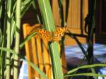 Schmetterling im Sonnenschein, D�sseldorf 2006   ...