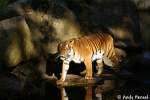 Indochinesischer Tiger ...  Andy Hensel 11.10.2009