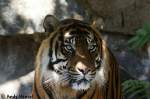 Auch sehr fotogen. Sibirischer Tiger oder auch Amurtiger  ...