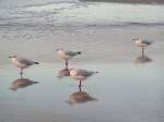 eigentliche-mowen-larus Silberkopfm�wen beim abendlichen Strandspaziergang bei Warnem�nde;070826 