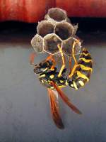Wespe beginnt mit dem Bau eines Wabennestes;080512  ...