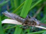 segellibellen-libellulidae Kokon einer Libelle h�ngt an den Bl�ttern;060717