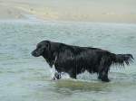 Verschiedene Schwarzer Setter nimmt ein Bad in der Nordsee vor Wangerooge;060904