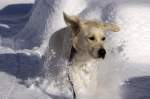Golden Retriever Cleo, 02.12.2009 Berg�n