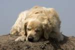 Golden Retriever Bobby, 28.05.2008 Berlin