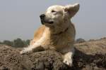 Golden Retriever Danny, 28.05.2008 Berlin