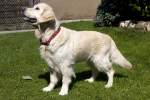 Golden Retriever Bonny, 30.08.2008 Weisweil