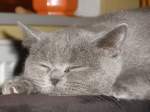 Sonstige Nach dem Spielen bin ich auch mal m�de!!!