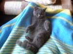 Sonstige Ich bin immer so faul!!!