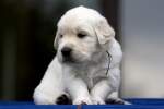 Golden Retriever Welpe - ...  Kurt Greul 01.01.2010