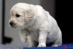 Golden Retriever Welpe - ...  Kurt Greul 01.01.2010