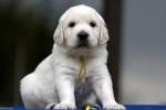 Golden Retriever Welpe - ...  Kurt Greul 01.01.2010