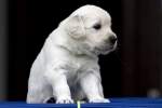 Golden Retriever Welpe - ...  Kurt Greul 01.01.2010