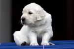 Golden Retriever Welpe - ...  Kurt Greul 01.01.2010