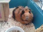 Mein Altes Meerschweinchen Kr�mel ...  Daniel Michler 01.01.2010