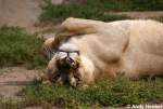 Indische L�win ...  Andy Hensel 11.10.2009