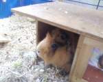 Mein Altes Meerschweinchen Kr�mel ...  Daniel Michler 01.01.2010