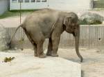 Asiatischer Elefant ...  Gilbert Angermann 02.01.2010
