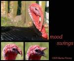 truthuhner-meleagris Truthuhn (Meleagris gallopavo) - Keukenhof Niederlande