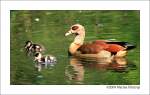 nilgans-alopochen Nilgans (Alopochen aegyptiacus) mit zwei K�ken - Fotografierent im Kaisergarten Oberhausen