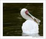 sonstige-loffler-platalea Schmalschnabell�ffler (Platalea alba). Afrikanischer L�ffler oder Rosenfu�l�ffler - Grugapark Essen