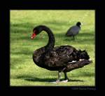 schwane-cygnus Trauerschwan (Cygnus atratus) oder Schwarzschwan - Kaisergarten Oberhausen