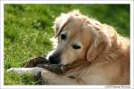 Golden Retriever Snoopy - Golden Retriever R�de