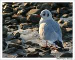 eigentliche-mowen-larus M�we (M�ven - Laridae) am Rhein in Duisburg