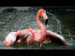 rosa--chileflamingos-phoenicopterus Flamingo (Phoenicopteriformes, Phoenicopteridae) - Grugapark Essen