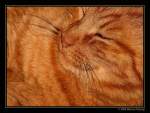 Europaisch Kurzhaar Peppino - Europ�isch Kurzhaar Kater 