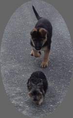 Enya (sch�ferhund) und Jamie (TERRIER)
wir wandern...  ...
