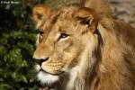 Afrikanischer L�we ...  Andy Hensel 11.10.2009