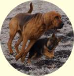 Bloodhound Momo und Enya
wer ...  Gisela Weinzierl 02.01.2010