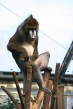 Mandrill beim Lausen. Zoo ...  Gilbert Angermann 02.01.2010