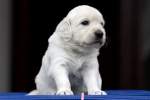 Golden Retriever Welpe - ...  Kurt Greul 02.01.2010