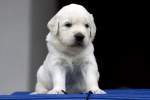 Golden Retriever Welpe - ...  Kurt Greul 02.01.2010