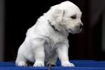 Golden Retriever Welpe - ...  Kurt Greul 02.01.2010