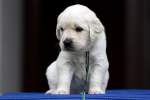 Golden Retriever Welpe - ...  Kurt Greul 02.01.2010