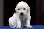 Golden Retriever Welpe - ...  Kurt Greul 02.01.2010
